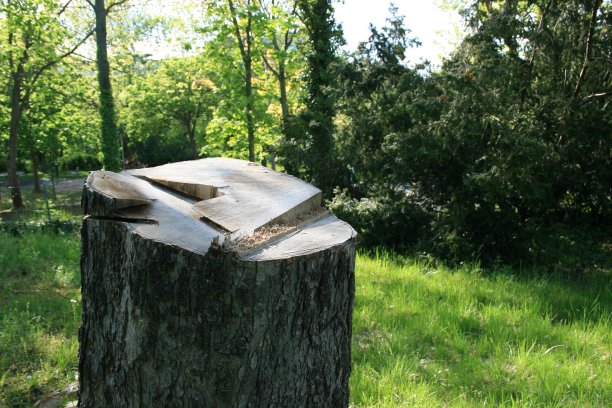 树砍倒图片下载