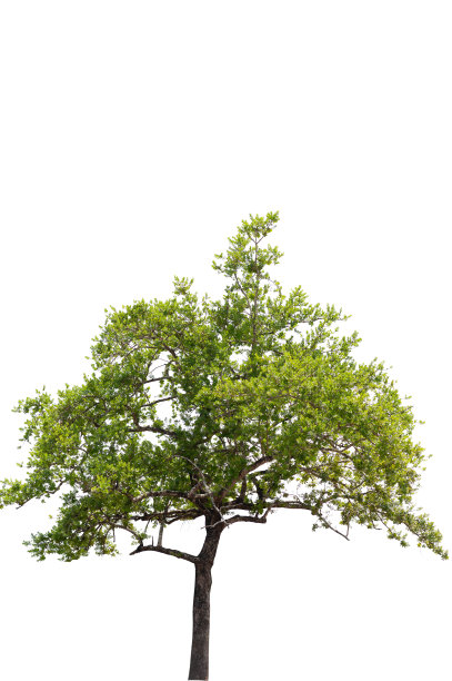 美丽的绿色树在白色的背景高清晰度。白色背景的热带树木，用于建筑设计图片下载