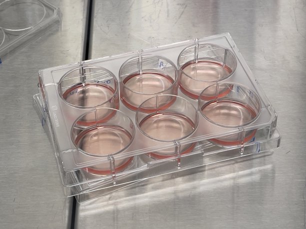 含有人体细胞和营养培养基的细胞培养板图片下载