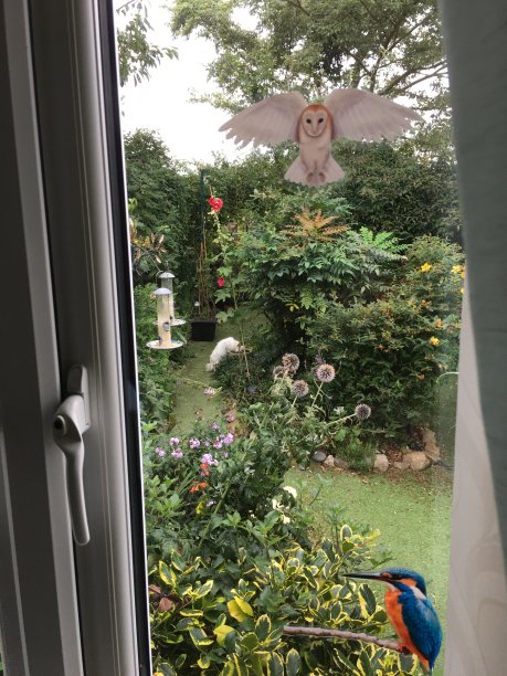 猫头鹰和小猫咪图片下载