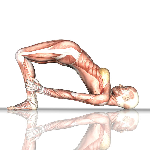 3D女性形象与肌肉地图在桥瑜伽姿势图片下载