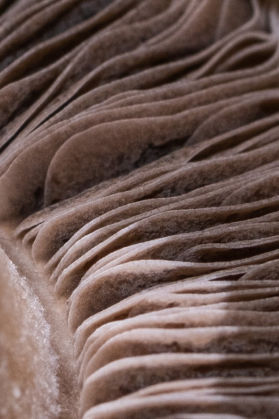 蘑菇微距镜头图片下载