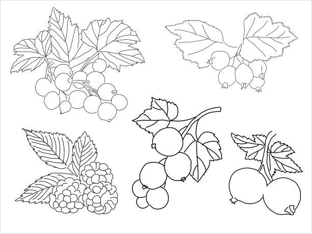 涂鸦风格的一组浆果图片下载
