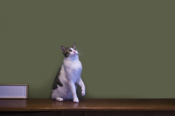 小白猫坐在木桌上，抬头一看，正要跳图片下载