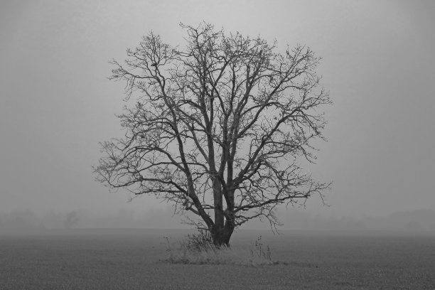 黑白照片。在一个雾蒙蒙的秋天早晨，田野上一棵孤零零的树。图片下载