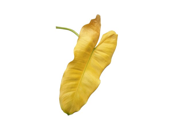 白色背景上的黄色叶子。萱草的叶子有病。图片下载