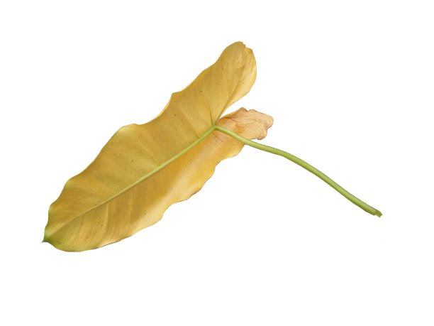 白色背景上的黄色叶子。萱草的叶子有病。图片下载