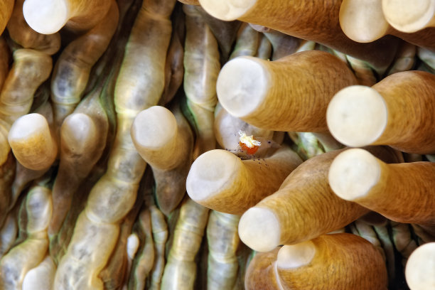 一张蘑菇珊瑚鬼虾的照片图片下载