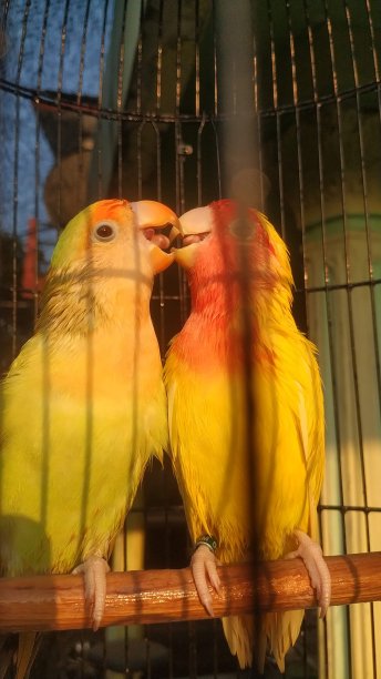 彼此相爱图片下载