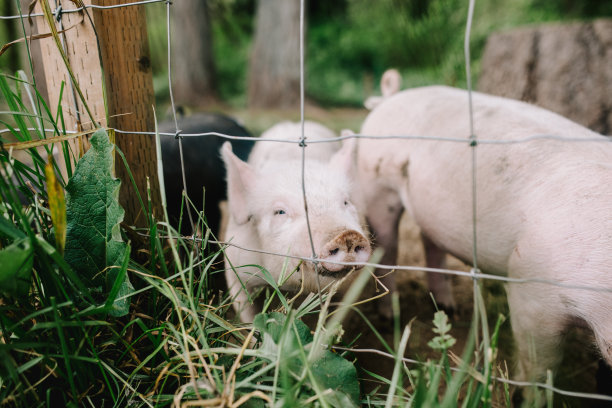 当地小农场的猪图片下载