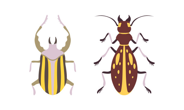 臭虫种类设置俯视图臭虫卡通图片下载