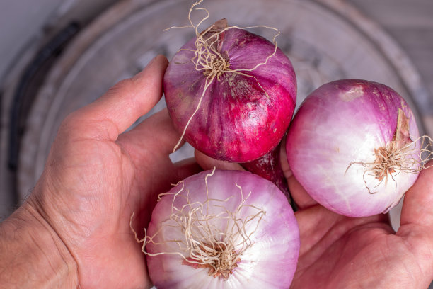 农民手里拿着新季的紫洋葱。图片下载