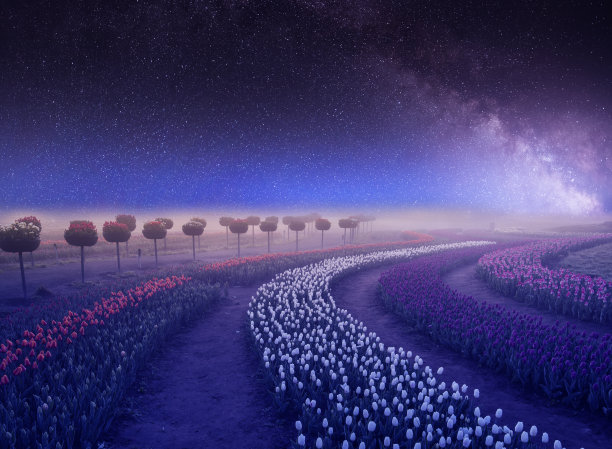 夏夜的风景，盛开的郁金香田和繁星满天的天空。图片下载