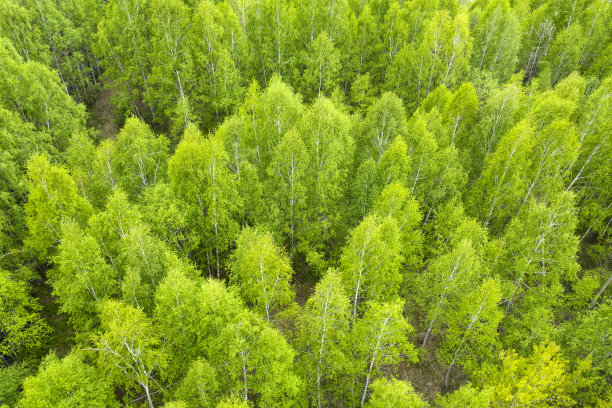 绿色的秋天或春天的森林。无人机视野图片下载