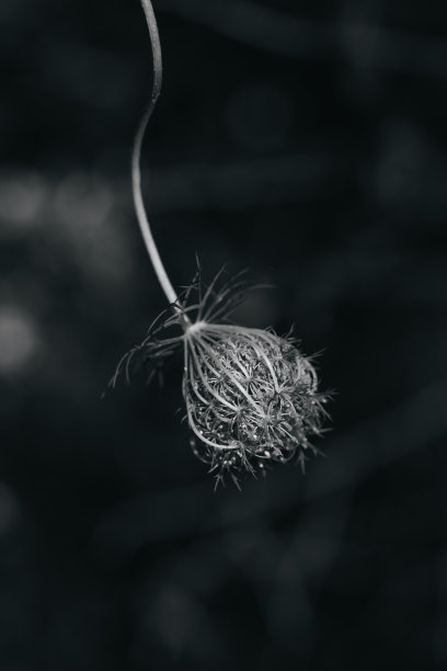 黑色和白色的野花渲染图片下载