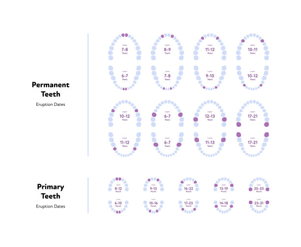 牙颌及牙齿解剖图。向量生物医学插图。恒齿和乳牙计划与出疹日期和月数隔离在白色。为医疗保健、牙科设计图片下载