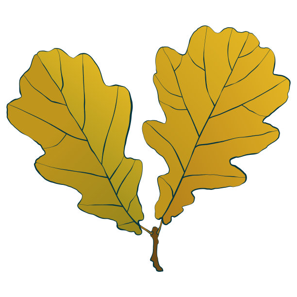 秋天的橡树叶子孤立在白色的背景上图片下载