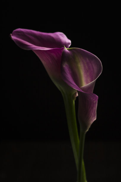 粉红色马蹄莲花图片下载