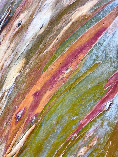 桉树树皮图片下载