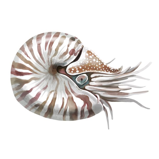 图形水彩鹦鹉螺画，线画嘟嘟，孤立在白色背景上图片下载