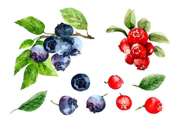 蓝莓和红越橘的浆果，长在白色背景上的绿叶树枝上。水彩。图片下载