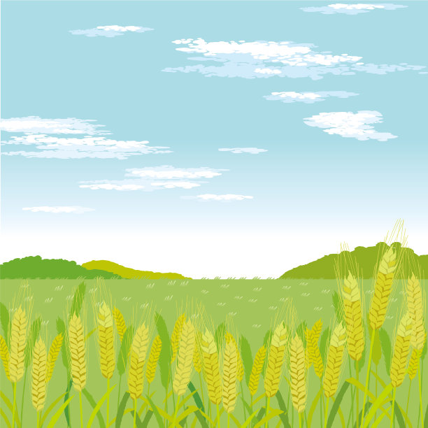 一片成熟的麦田，远处有磨坊。图片下载