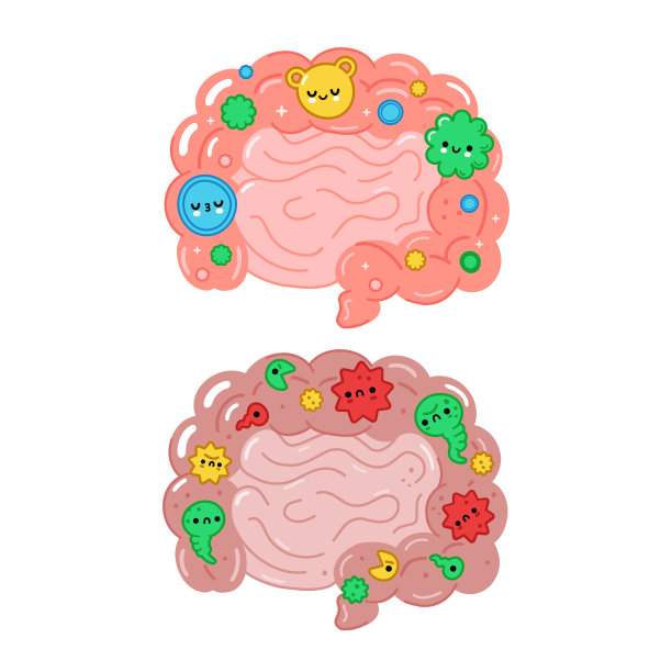 健康和不健康的肠道内有有益的细菌和微生物群。矢量手绘卡通插图。孤立在白色背景上。肠，好菌群，坏菌群，益生菌特性概念图片下载