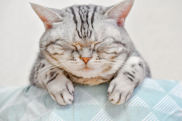 沉睡的猫图片下载