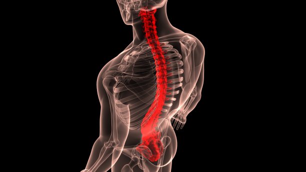 脊髓脊柱人体骨骼系统解剖学图片下载