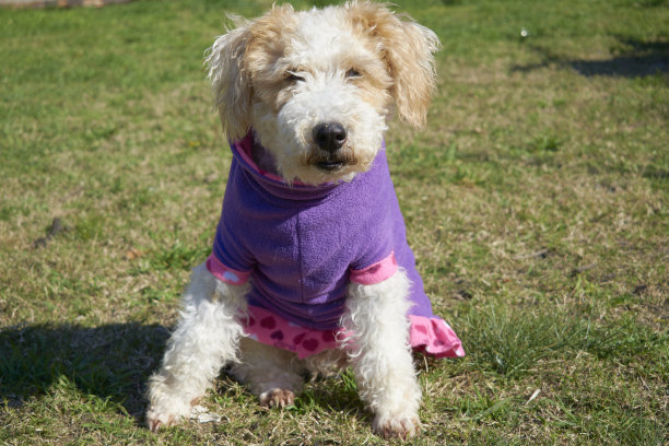 公园里一只Wire Fox Terrier宠物穿着紫色和粉红色的狗衣服图片下载