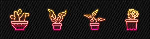 在花盆中设置线植物仙人掌和peyote图片下载