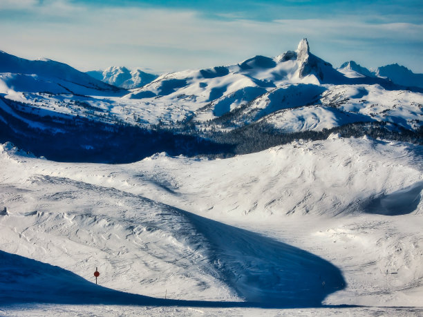 冬天的惠斯特黑梳，背景是黑牙图片下载