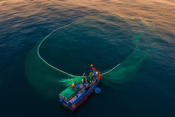 网凤尾鱼图片下载