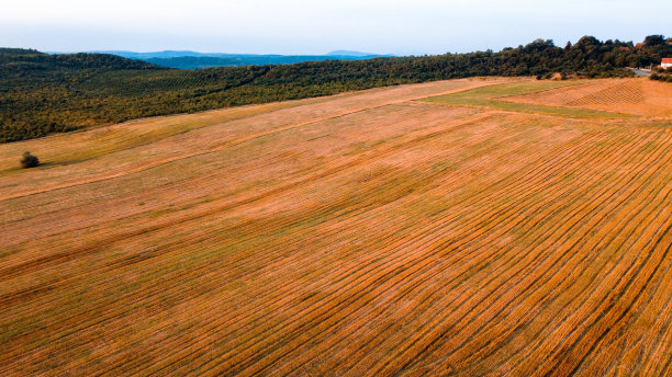 大型谷物种植田图片下载
