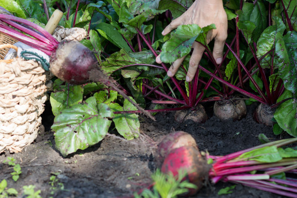 工人正在将成熟的甜菜根连根拔起，在农民的花园里收割甜菜图片下载