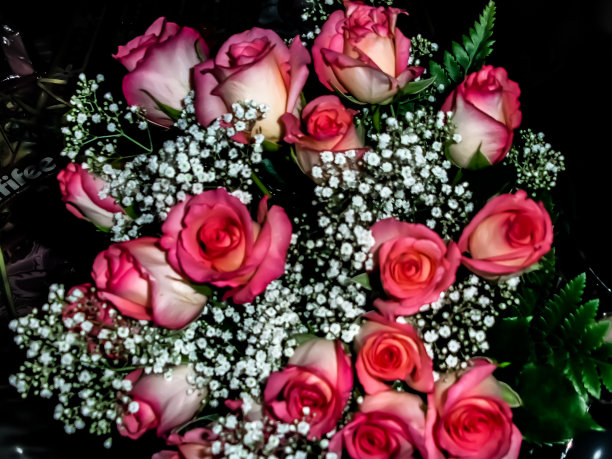 玫瑰和满天星图片下载