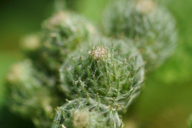 野花特写。图片下载