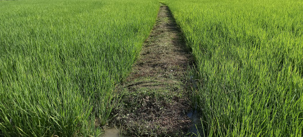 大森林里的稻田图片下载