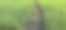 大森林里的稻田图片下载