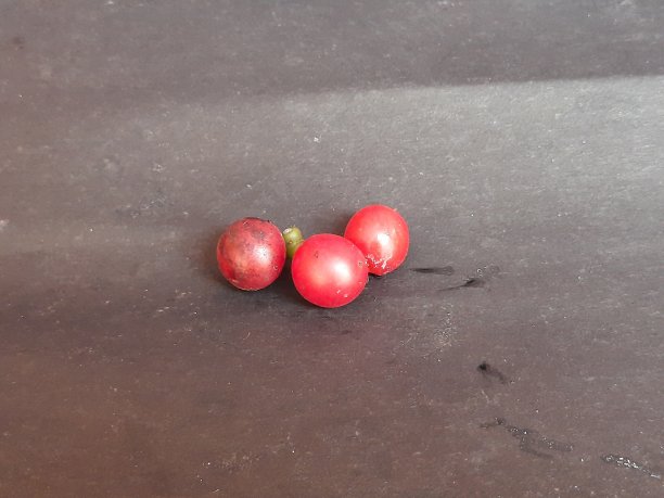 Giloy的红色水果。图片下载