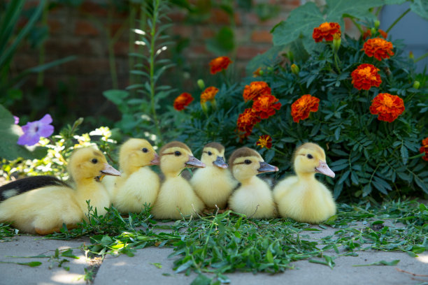 六只小鸭子坐在盛开的金盏花的背景上吃着紫菀花图片下载