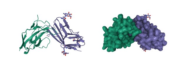 人CD47(紫色)与人信号调节蛋白(SIRP)复合物的结构(绿色)图片下载
