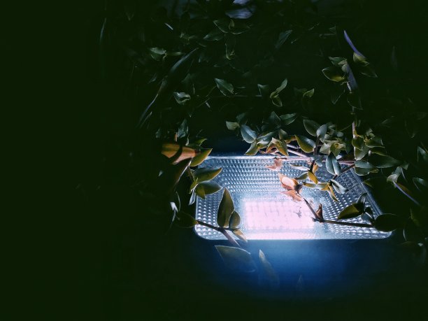 晚上在花园里点灯图片下载