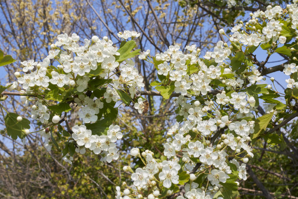 山楂花图片下载