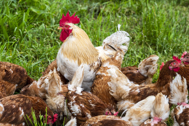 户外放养的鸡图片下载