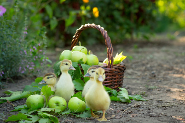 四只可爱的小鸭在一篮子苹果和盛开的鼠尾草的背景下在花园里吃草图片下载