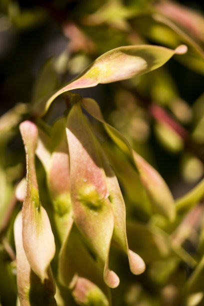 艺术在自然，豆树落叶。几何艺术纹理背景图片下载