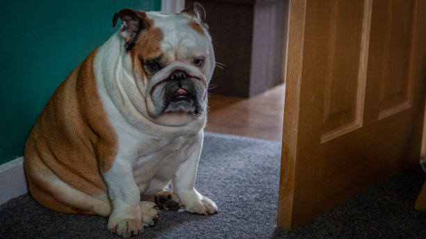 英国牛头犬图片下载