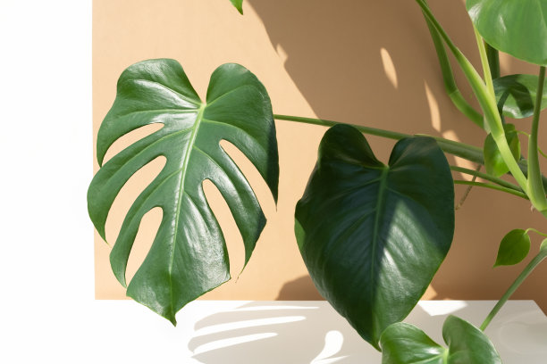 在米色和白色的墙壁背景下，阳光下美丽的瑞士奶酪植物叶子。图片下载