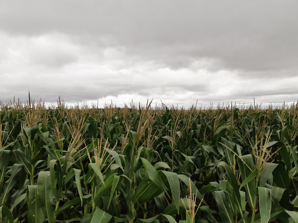 玉米田图片下载